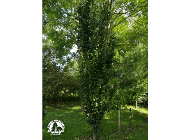 Fagus sylvatica   'Dawyck Gold'